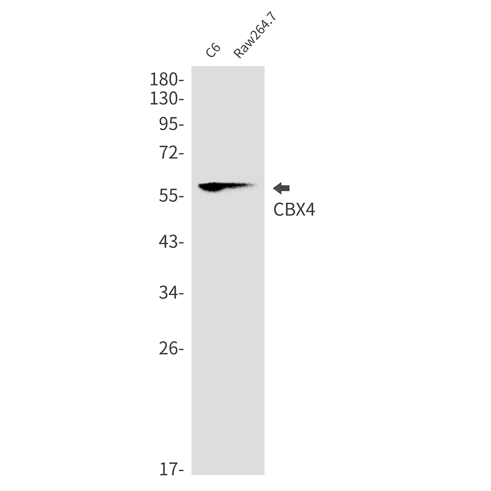 CBX4 Rabbit mAb